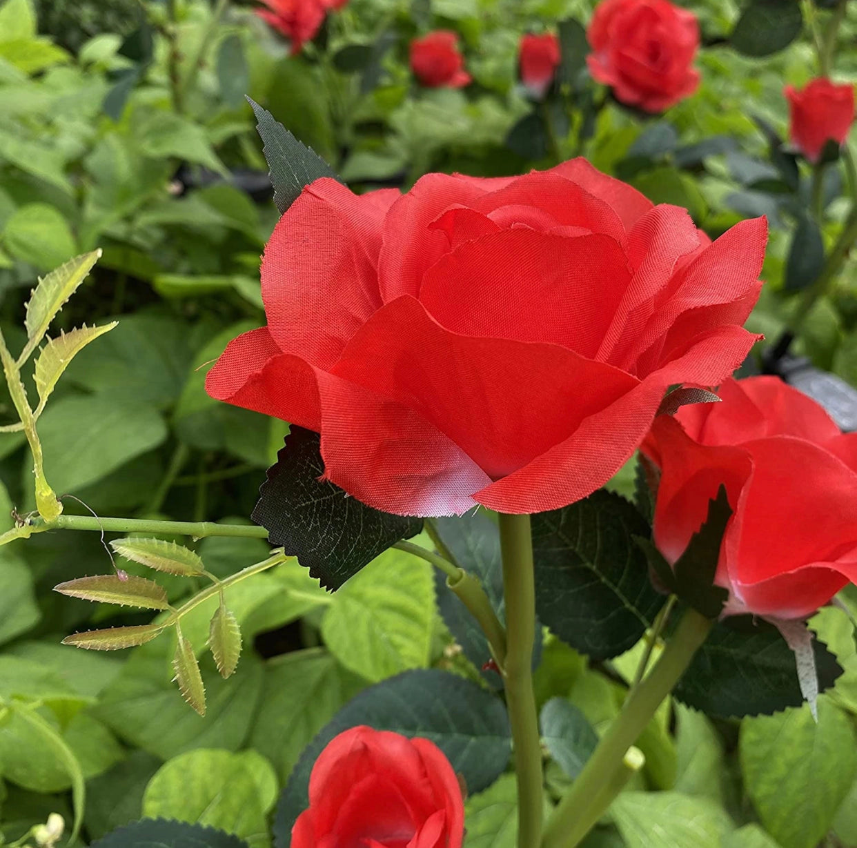 Solar LED Rose Lights Twin Pack illuminating a garden with white light, featuring realistic rose-shaped flowers and green leaves among grass patches.