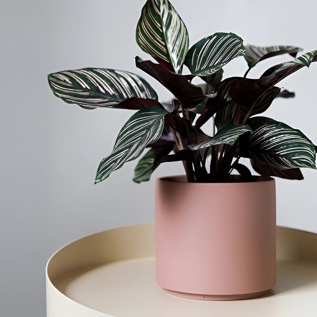 Bright porcelain stackable flowerpot planters with various houseplants and flowering plants.