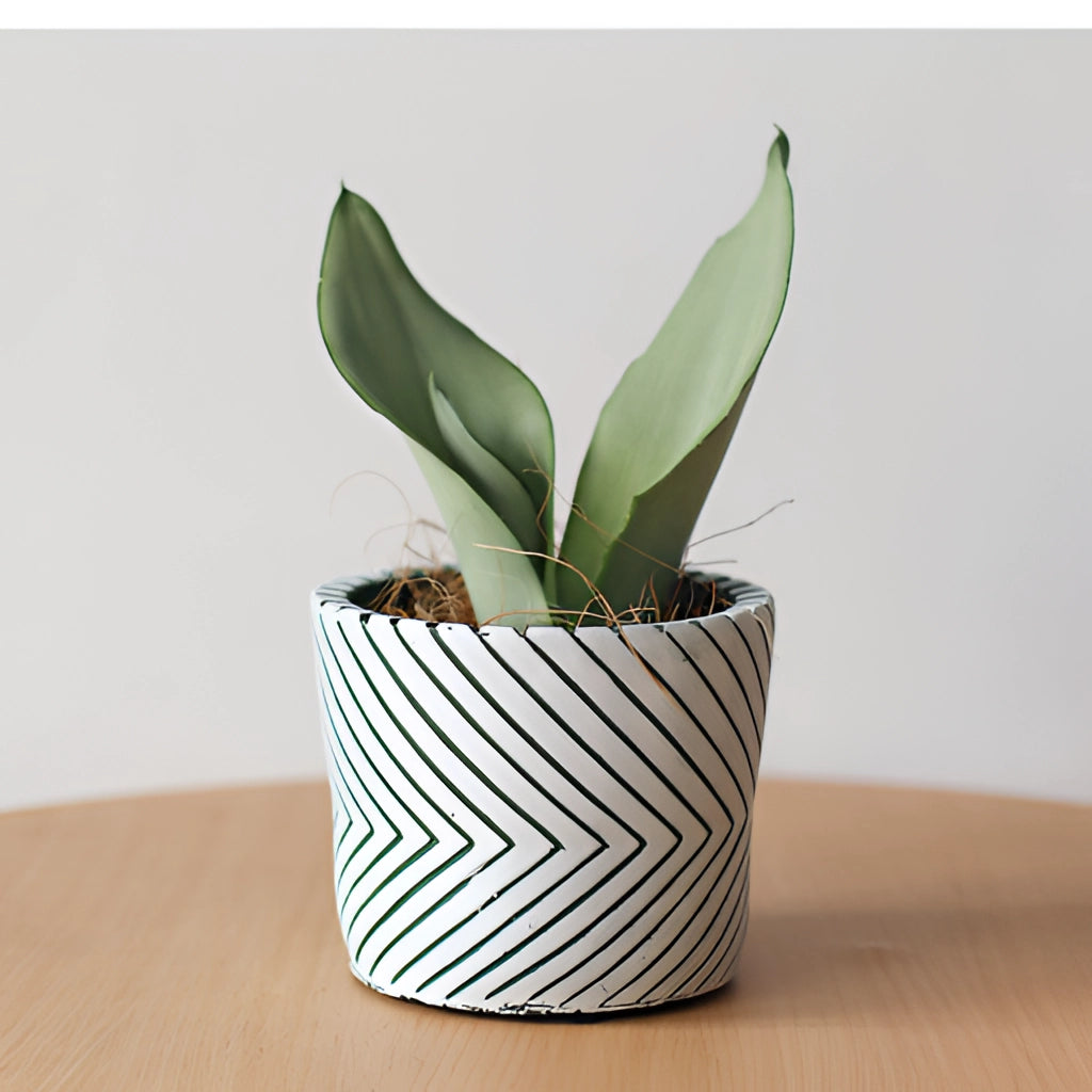 Ceramic hand-painted planter with textured design, holding a lush green houseplant.