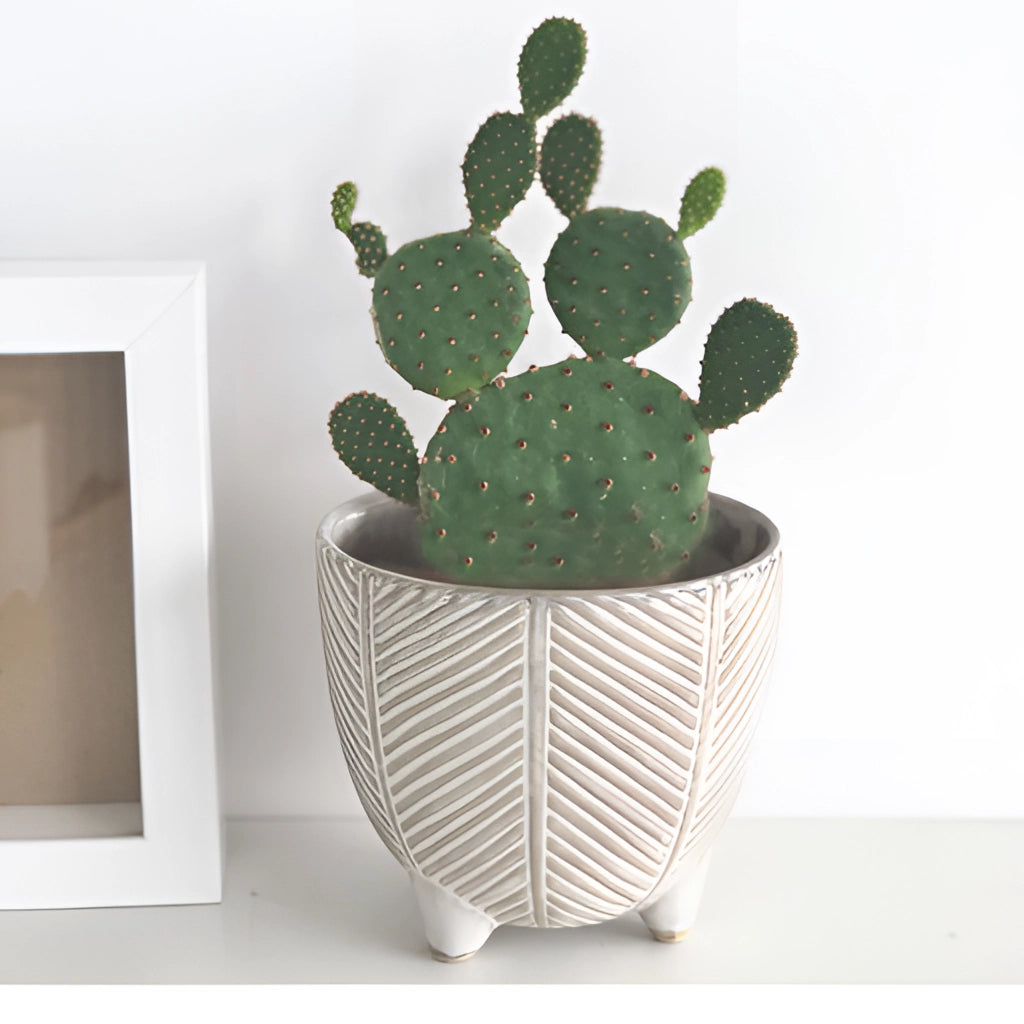 Ceramic Island Holiday plant pots with houseplants and flowers in a rectangular vase.