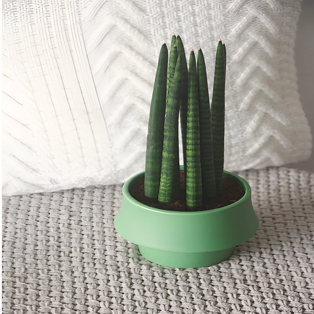 Scandinavian style ceramic planter in Rosa with a green glazed finish, holding a succulent plant with spines and patterned leaves.