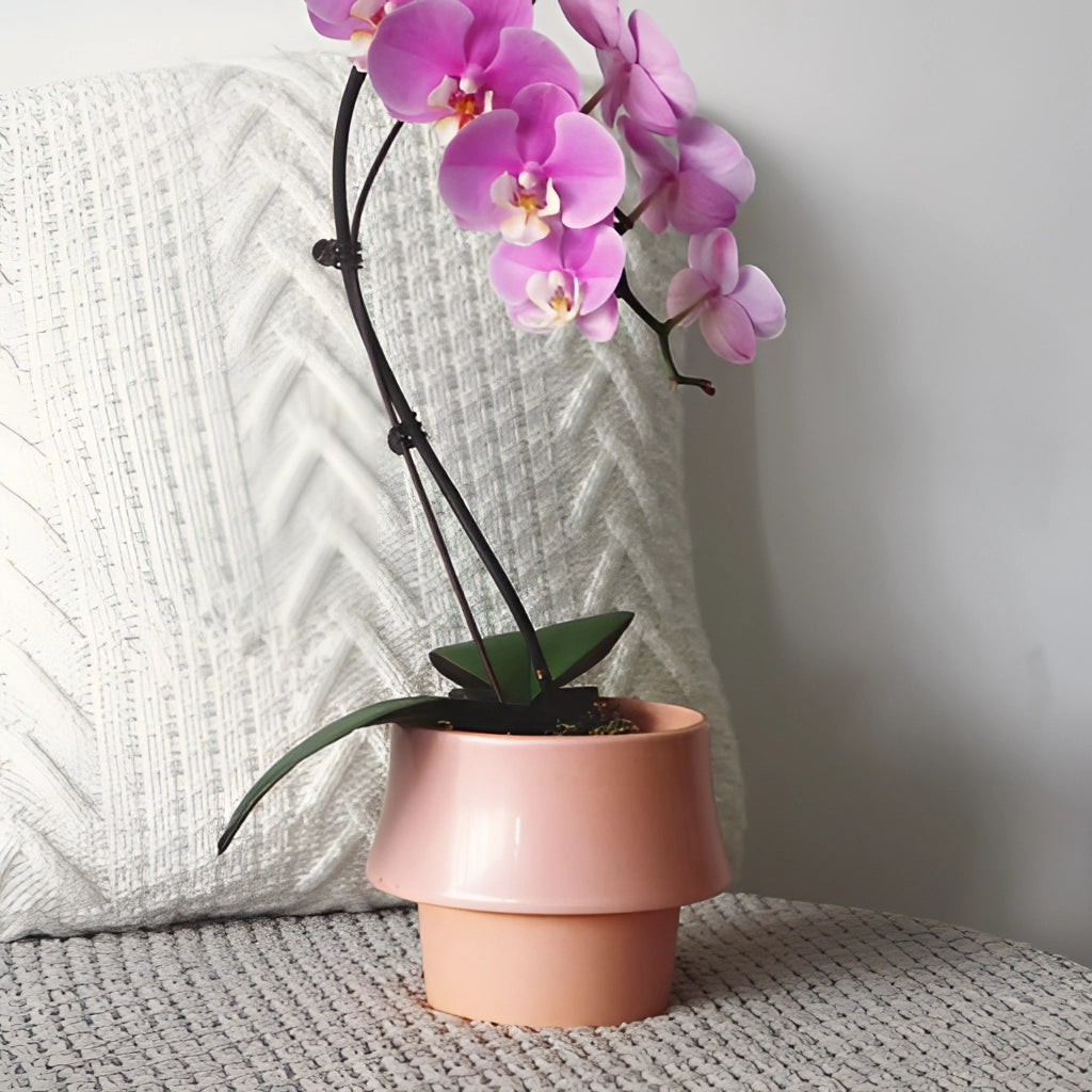 Ceramic planter in pink with a glazed finish, featuring a Scandinavian style design, holding a houseplant with green leaves and flowers.