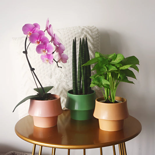 Ceramic planter in rosa with a glazed finish, containing a vibrant houseplant, placed on a table.