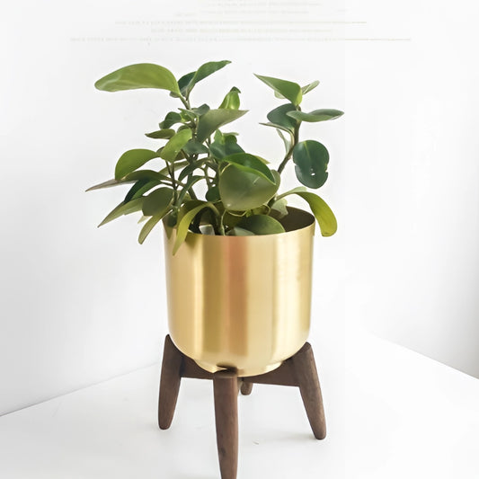 Golden Iron Plant Stand with Wooden Base holding a lush houseplant, placed on a rectangular wooden table.