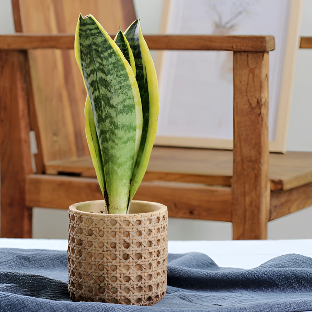 Rattan Cement Planter with Natural Texture holding a lush green houseplant, showcasing a rectangular design with a natural wood-like appearance.
