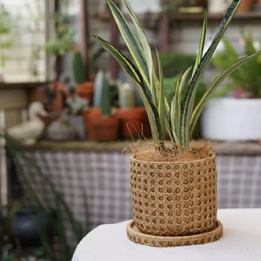 Rattan cement planter with natural texture holding a green houseplant.